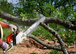 Best Emergency Tree Removal  in St Paul Park, MN